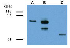 FAM175A / CCDC98 Antibody - ABRA1 Antibody in Western Blot (WB)
