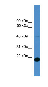 FAM176A / TMEM166 Antibody - FAM176A / TMEM166 antibody Western blot of 293T cell lysate. This image was taken for the unconjugated form of this product. Other forms have not been tested.