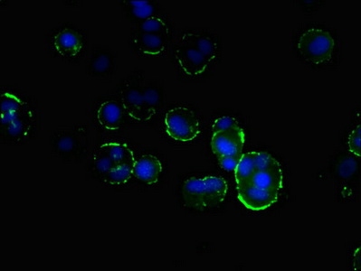 FAM176A / TMEM166 Antibody - Immunofluorescent analysis of mcf-7 cells diluted at 1:100 and Alexa Fluor 488-congugated AffiniPure Goat Anti-Rabbit IgG(H+L)