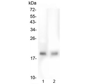 FAM176A / TMEM166 Antibody - Western blot testing of human 1) HepG2 and 2) PC-3 lysate with TMEM166 antibody at 0.5ug/ml. Predicted molecular weight ~17 kDa.