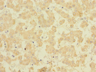FAM187B Antibody - Immunohistochemistry of paraffin-embedded human liver tissue using FAM187B Antibody at dilution of 1:100