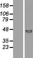 FAM188A / C10orf97 Protein - Western validation with an anti-DDK antibody * L: Control HEK293 lysate R: Over-expression lysate