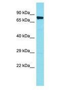 FAM188B Antibody - FAM188B antibody Western Blot of HeLa. Antibody dilution: 1 ug/ml.  This image was taken for the unconjugated form of this product. Other forms have not been tested.