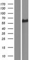 FAM189A1 Protein - Western validation with an anti-DDK antibody * L: Control HEK293 lysate R: Over-expression lysate