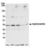 FAM192A / Nip30 Antibody - Detection of human and mouse FAM192A/NIP30 by western blot. Samples: Whole cell lysate (50 µg) from HeLa, HEK293T, Jurkat, mouse TCMK-1, and mouse NIH 3T3 cells prepared using NETN lysis buffer. Antibody: Affinity purified rabbit anti-FAM192A/NIP30 antibody used for WB at 0.4 µg/ml. Detection: Chemiluminescence with an exposure time of 3 minutes.