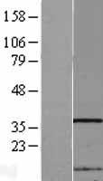 FAM192A / Nip30 Protein - Western validation with an anti-DDK antibody * L: Control HEK293 lysate R: Over-expression lysate