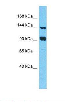 FAM193A Antibody - Western blot of Human 293T. FAM193A antibody dilution 1.0 ug/ml.  This image was taken for the unconjugated form of this product. Other forms have not been tested.
