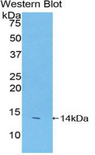 FAM19A2 / TAFA2 Antibody - Western blot of recombinant FAM19A2.  This image was taken for the unconjugated form of this product. Other forms have not been tested.