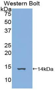 FAM19A3 Antibody - Western blot of recombinant FAM19A3.
