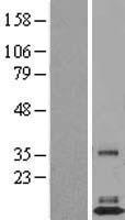 FAM19A3 Protein - Western validation with an anti-DDK antibody * L: Control HEK293 lysate R: Over-expression lysate