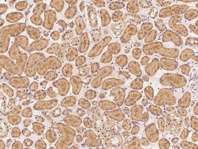 FAM200A Antibody - Immunochemical staining of human FAM200A in human kidney with rabbit polyclonal antibody at 1:500 dilution, formalin-fixed paraffin embedded sections.