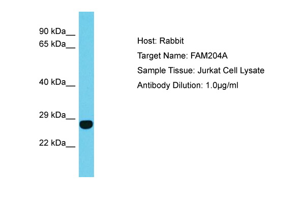 FAM204A / C10orf84 Antibody -  This image was taken for the unconjugated form of this product. Other forms have not been tested.