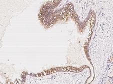 FAM206A / C9orf6 Antibody - Immunochemical staining of human FAM206A in human bronchus with rabbit polyclonal antibody at 1:100 dilution, formalin-fixed paraffin embedded sections.