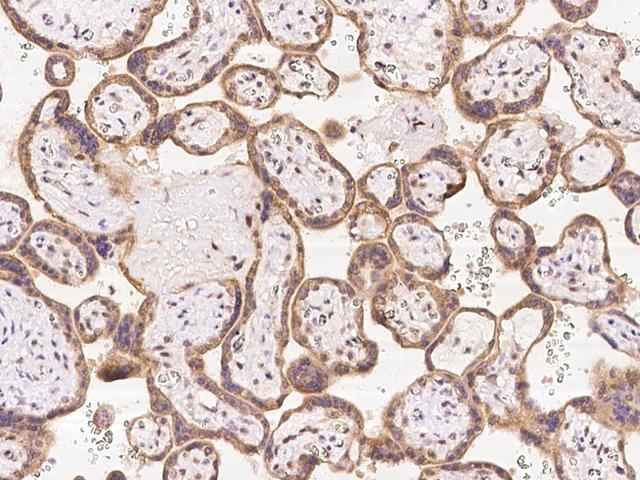 FAM206A / C9orf6 Antibody - Immunochemical staining of human FAM206A in human placenta with rabbit polyclonal antibody at 1:100 dilution, formalin-fixed paraffin embedded sections.