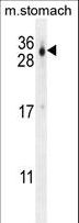FAM207A Antibody - CU070 Antibody western blot of mouse stomach tissue lysates (35 ug/lane). The CU070 antibody detected the CU070 protein (arrow).