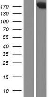 FAM208A Protein - Western validation with an anti-DDK antibody * L: Control HEK293 lysate R: Over-expression lysate