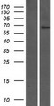 FAM20C Protein - Western validation with an anti-DDK antibody * L: Control HEK293 lysate R: Over-expression lysate