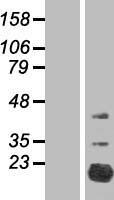 FAM210A Protein - Western validation with an anti-DDK antibody * L: Control HEK293 lysate R: Over-expression lysate