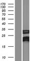 FAM210B Protein - Western validation with an anti-DDK antibody * L: Control HEK293 lysate R: Over-expression lysate