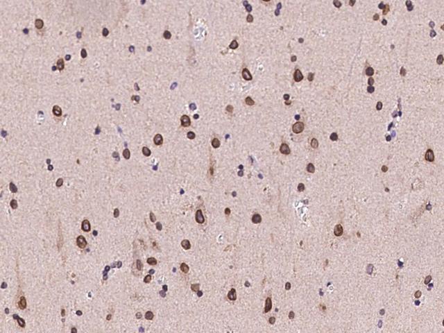 FAM217B / C20orf177 Antibody - Immunochemical staining of human C20orf177 in human brain with rabbit polyclonal antibody at 1:100 dilution, formalin-fixed paraffin embedded sections.