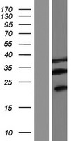 FAM220A / C7orf70 Protein - Western validation with an anti-DDK antibody * L: Control HEK293 lysate R: Over-expression lysate
