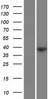 FAM228B Protein - Western validation with an anti-DDK antibody * L: Control HEK293 lysate R: Over-expression lysate