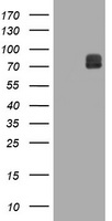 FAM234A Antibody - HEK293T cells were transfected with the pCMV6-ENTRY control (Left lane) or pCMV6-ENTRY ITFG3 (Right lane) cDNA for 48 hrs and lysed. Equivalent amounts of cell lysates (5 ug per lane) were separated by SDS-PAGE and immunoblotted with anti-ITFG3.