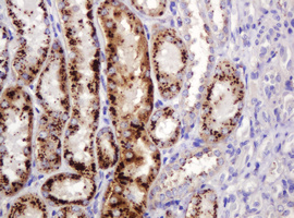 FAM234A Antibody - IHC of paraffin-embedded Human Kidney tissue using anti-ITFG3 mouse monoclonal antibody.