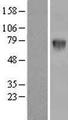 FAM234A Protein - Western validation with an anti-DDK antibody * L: Control HEK293 lysate R: Over-expression lysate