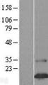 FAM24B Protein - Western validation with an anti-DDK antibody * L: Control HEK293 lysate R: Over-expression lysate