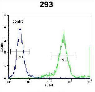 FAM26E Antibody - FAM26E Antibody flow cytometry of 293 cells (right histogram) compared to a negative control cell (left histogram). FITC-conjugated goat-anti-rabbit secondary antibodies were used for the analysis.