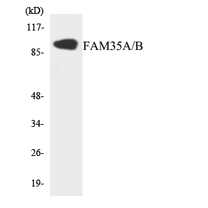 FAM35A Antibody - Western blot analysis of the lysates from 293 cells using FAM35A/B antibody.