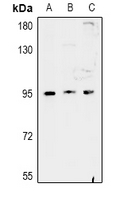 FAM35A + FAM35B Antibody - Western blot analysis of FAM35A/B expression in H1792 (A), H9C2 (B), AML12 (C) whole cell lysates.
