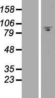 FAM35A Protein - Western validation with an anti-DDK antibody * L: Control HEK293 lysate R: Over-expression lysate