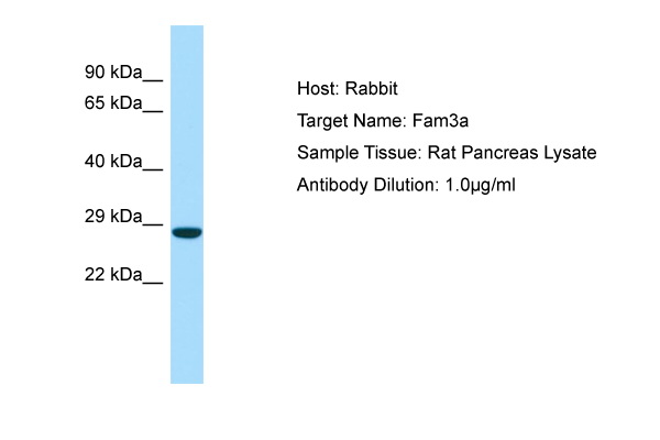 FAM3A Antibody -  This image was taken for the unconjugated form of this product. Other forms have not been tested.