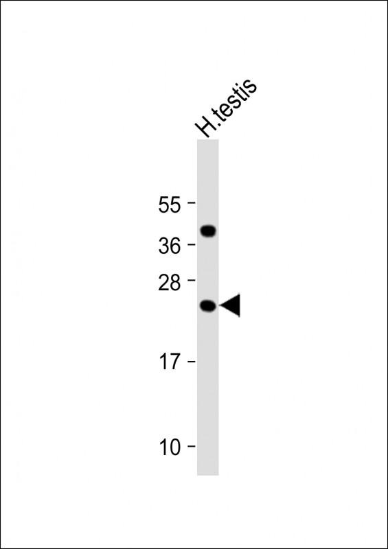 FAM3A Antibody - Anti-FAM3A Antibody (C-Term) at 1:2000 dilution + Human testis lysate Lysates/proteins at 20 µg per lane. Secondary Goat Anti-Rabbit IgG, (H+L), Peroxidase conjugated at 1/10000 dilution. Predicted band size: 25 kDa Blocking/Dilution buffer: 5% NFDM/TBST.