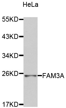 FAM3A Antibody - Western blot analysis of extracts of HeLa cells.