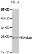 FAM3A Antibody - Western blot analysis of extracts of HeLa cells.