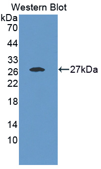 FAM3B Antibody - Western blot of FAM3B antibody.