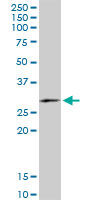 FAM3B Antibody - FAM3B monoclonal antibody (M07), clone 1E7. Western blot of FAM3B expression in human kidney.