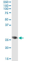 FAM3B Antibody - Immunoprecipitation of FAM3B transfected lysate using anti-FAM3B monoclonal antibody and Protein A Magnetic Bead.
