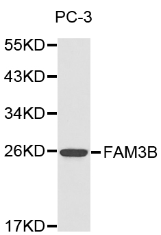 FAM3B Antibody - Western blot analysis of PC-3 cell lysate.