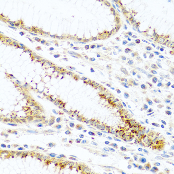 FAM3B Antibody - Immunohistochemistry of paraffin-embedded human stomach using FAM3B antibodyat dilution of 1:100 (40x lens).