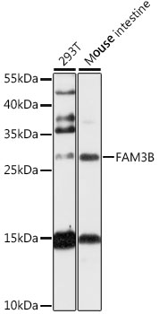 FAM3B Antibody - Western blot analysis of extracts of various cell lines, using FAM3B antibody at 1:1000 dilution. The secondary antibody used was an HRP Goat Anti-Rabbit IgG (H+L) at 1:10000 dilution. Lysates were loaded 25ug per lane and 3% nonfat dry milk in TBST was used for blocking. An ECL Kit was used for detection and the exposure time was 5s.