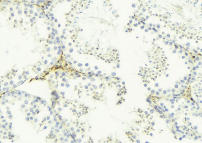 FAM3B Antibody - 1:100 staining mouse testis tissue by IHC-P. The sample was formaldehyde fixed and a heat mediated antigen retrieval step in citrate buffer was performed. The sample was then blocked and incubated with the antibody for 1.5 hours at 22°C. An HRP conjugated goat anti-rabbit antibody was used as the secondary.