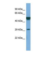 FAM3B Antibody - Western blot of Human PANC1. FAM3B antibody dilution 1.0 ug/ml.  This image was taken for the unconjugated form of this product. Other forms have not been tested.