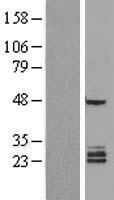 FAM3B Protein - Western validation with an anti-DDK antibody * L: Control HEK293 lysate R: Over-expression lysate