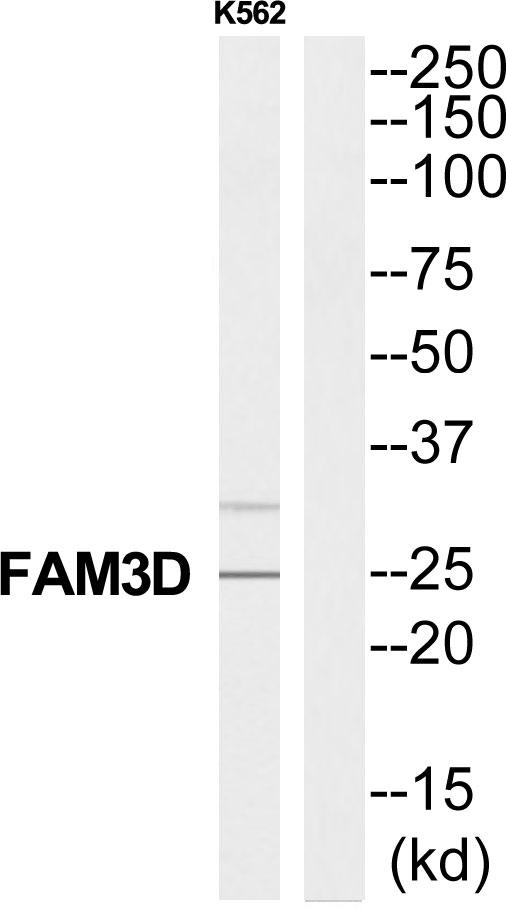 FAM3D Antibody - Western blot analysis of extracts from K562 cells, using FAM3D antibody.