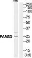 FAM3D Antibody - Western blot analysis of extracts from K562 cells, using FAM3D antibody.