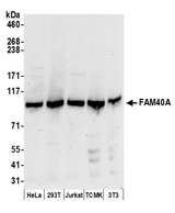 FAM40A Antibody - Detection of human and mouse FAM40A by western blot. Samples: Whole cell lysate (50 µg) from HeLa, HEK293T, Jurkat, mouse TCMK-1, and mouse NIH 3T3 cells prepared using NETN lysis buffer. Antibodies: Affinity purified rabbit anti-FAM40A antibody used for WB at 0.1 µg/ml. Detection: Chemiluminescence with an exposure time of 30 seconds.